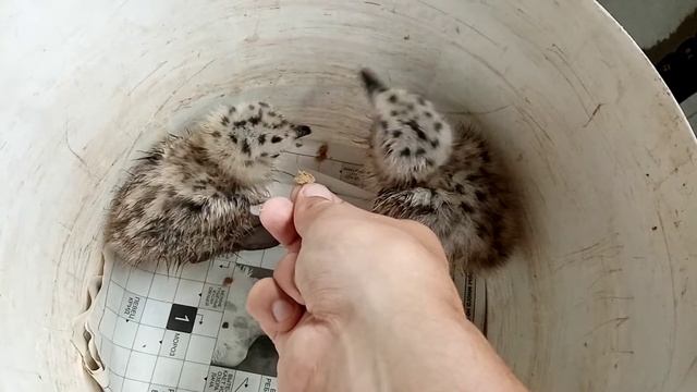 Птенцы чаек едят с рук