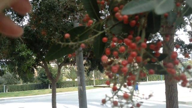 Розовый перец смотреть онлайн