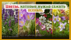 Цветы, которые нужно сажать осенью.?