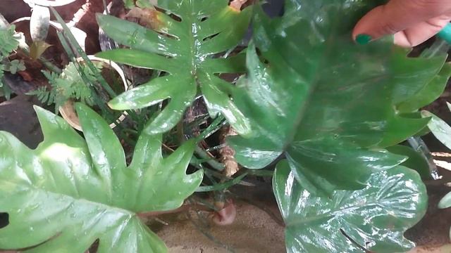 ഓൺലൈൻ ആയി ചെടികൾ വാങ്ങു #onlineplants #lovemyplantssreekalaribu