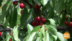 Какая черешня вкуснее? Доброе утро. Фрагмент выпуска от 15.06.2020