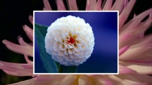Георгин царский цветок Георгины Благородные, красивые и необыкновенные цветы