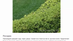 Пахизандра Красивые растения для дома и сада