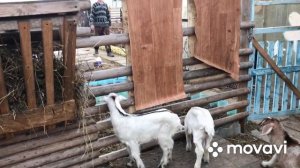 Гуляем с козами? как назвать козочку???