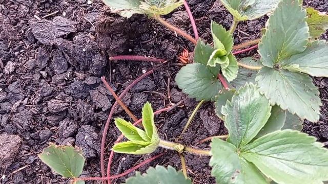 Про клубнику, малину в сентябре, новые грядки смотреть онлайн