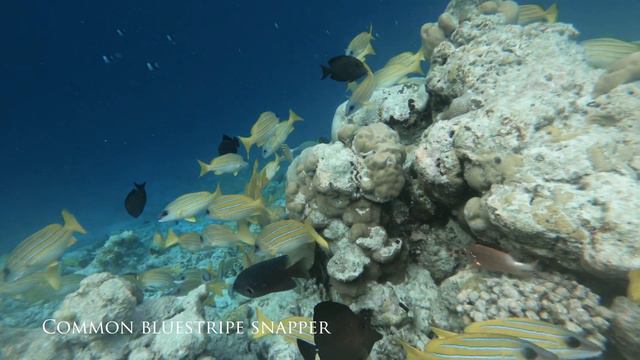 Vilamendhoo - House Reef Snorkeling - Maldives смотреть онлайн