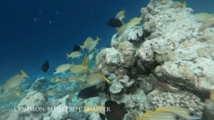 Vilamendhoo - House Reef Snorkeling - Maldives