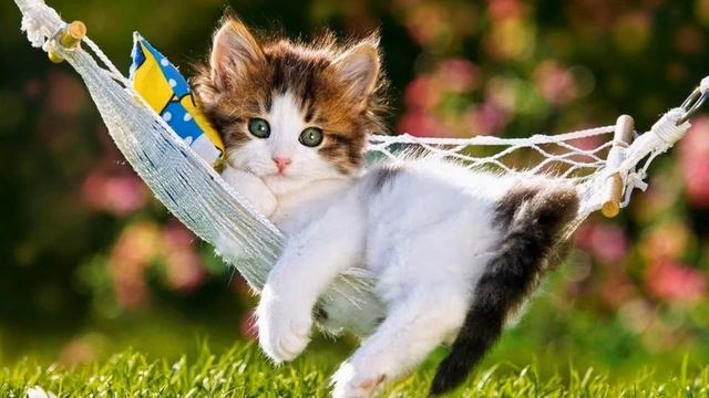 Кошачий релакс | Мурлыканье кошки | Мурчание