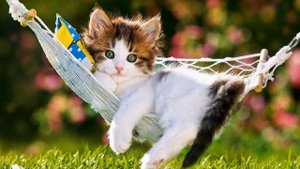 Кошачий релакс | Мурлыканье кошки | Мурчание