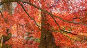 Осенний Релакс: Звуки Природы и Спокойная Музыка для Релаксации