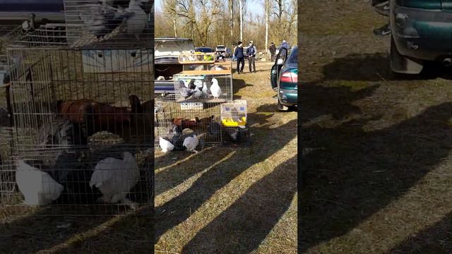 Выставка голубей с. Новогригорьевка.