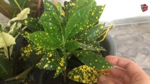 Что такое КРОТОН-МИКС? Обзор сортов Тамара, Эбурнеум, Петра, Голд даст, Желтый мамми, Нервия, Вилма