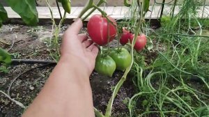 Еще один томат из любимчиков этого года.