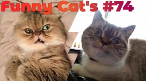 Смешные коты #74.mp4