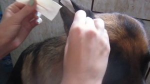 клеим уши овчарке