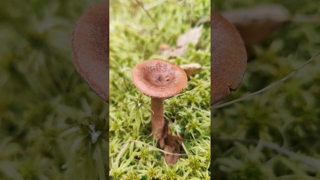 Горькушка .Lactarius rufus .