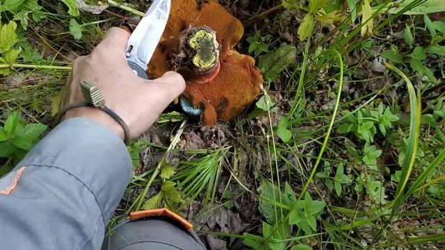 ГРИБЫ 2019. 3 ИЮЛЯ. ПОДДУБНИКИ ЗА 15 МИНУТ смотреть онлайн