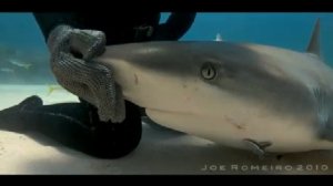 Покормил акулу