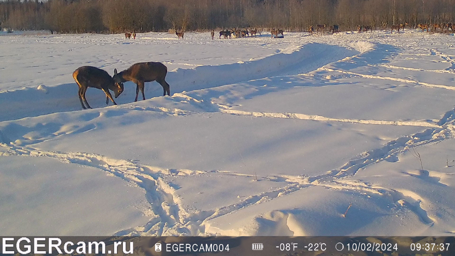 Олени. Поле. Мороз и солнце день чудесный )
Всегда свежие фото и видео с фотоловушек Егерькам.