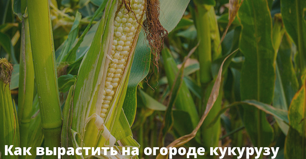 Как вырастить кукурузу