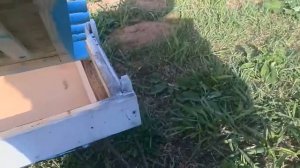 донный пыльцесборник для рогатого улья