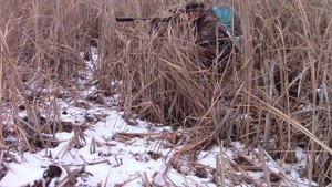 Охота на шакала и лису на приваде