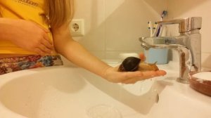 Как правильно ухаживать за улитками (ахатинами)