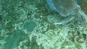 Спаривание каракатиц, соперничество