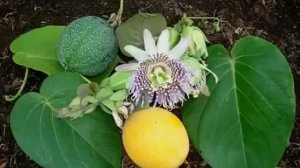 Пассифлора Вкусные плоды