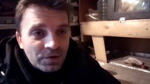 Содержание перепелов. Корм для перепелов. Яйценоскость перепелов.