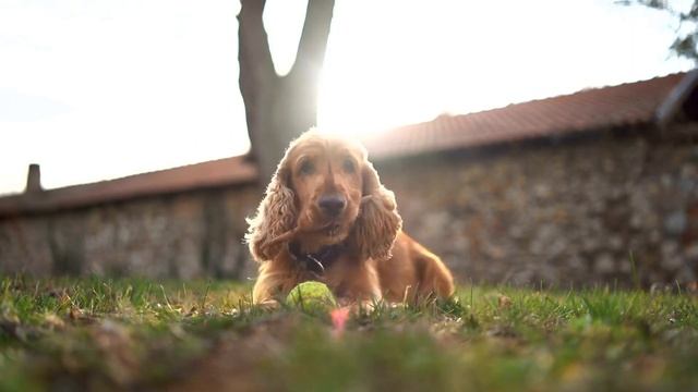 Cocker Spaniel 101 - Everything you need to know смотреть онлайн