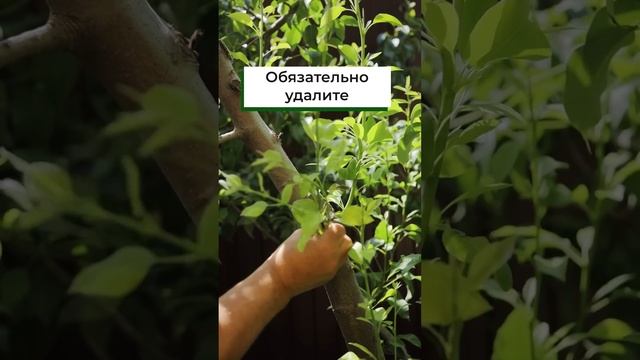 ОБРАТИТЕ внимание на плодовые! Волчки на дереве. Как ПРАВИЛЬНО от них избавиться?