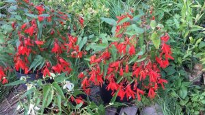 Бегония Боливийская: Санта-Круз и Снта-Барбара