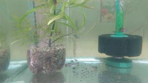 Нотобранхиус кортхаус Мафия ред