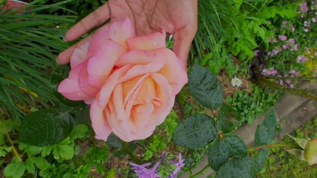 'Chicago Peace' රෝස මල..    Chicago Peace Hybrid Tea Rose ] Sinhala ] Sri Lanka смотреть онлайн