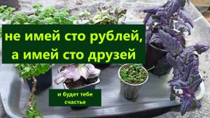 Не имей сто рублей... Мои новинки и назревает новый эксперимент.