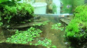 Палюдариум из маленького аквариума