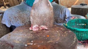 KASIMEDU 🔥 MINNAL RAJA | BROWN KORALI FISH CUTTING VIDEO | IN KASIMEDU | FF CUTTING 🔪