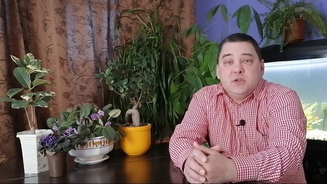 ? ПОДКОРМКА ДЛЯ КОМНАТНЫХ ЦВЕТОВ