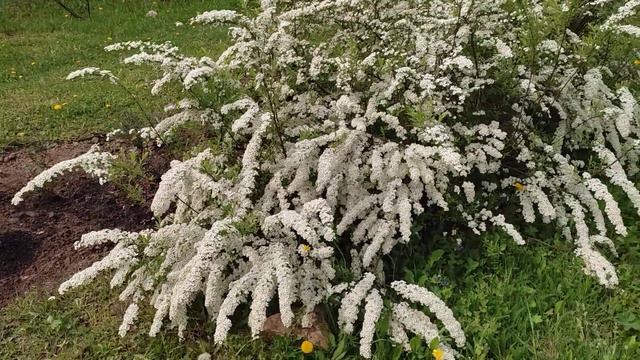 Весеннецветущий кустарник, не требующий ухода. смотреть онлайн