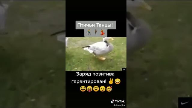 Птичьи танцы.