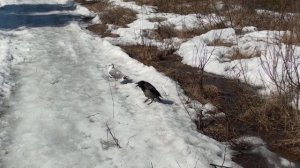 Первая прогулка чайки Чуи после зимы