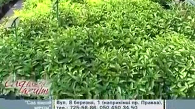 Пряные и лекарственные травы от Садового центра "Сад Вашей Мечты" смотреть онлайн