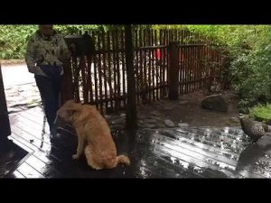 Как научить собаку спокойно выходить гулять ?