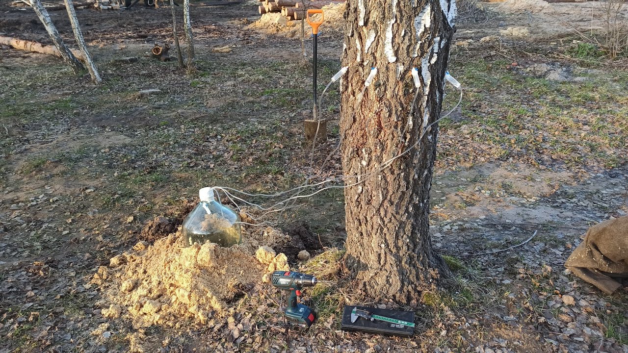 Самый гуманный способ добычи березового сока. Доработка метода. Березовый сок через капельницу. смотреть онлайн