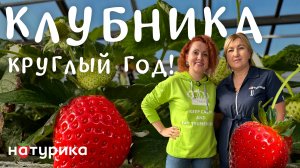 Как выращивают клубнику в Сибири круглый год? Экскурсия на тепличный комбинат «Натурика» в Тюмени