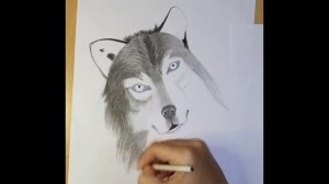 Wolf sketch || how to draw wolf || fashion Artduo #drawings #sketch #wolf