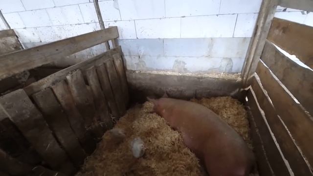 Корова доится, поросята растут, молодки несушки Декалб Уайт начали нестись смотреть онлайн