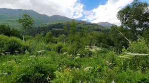 Beautiful mountain nature and birdsong of the North Caucasus.