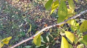 Вишню и черешню обрезаем по разному!!!